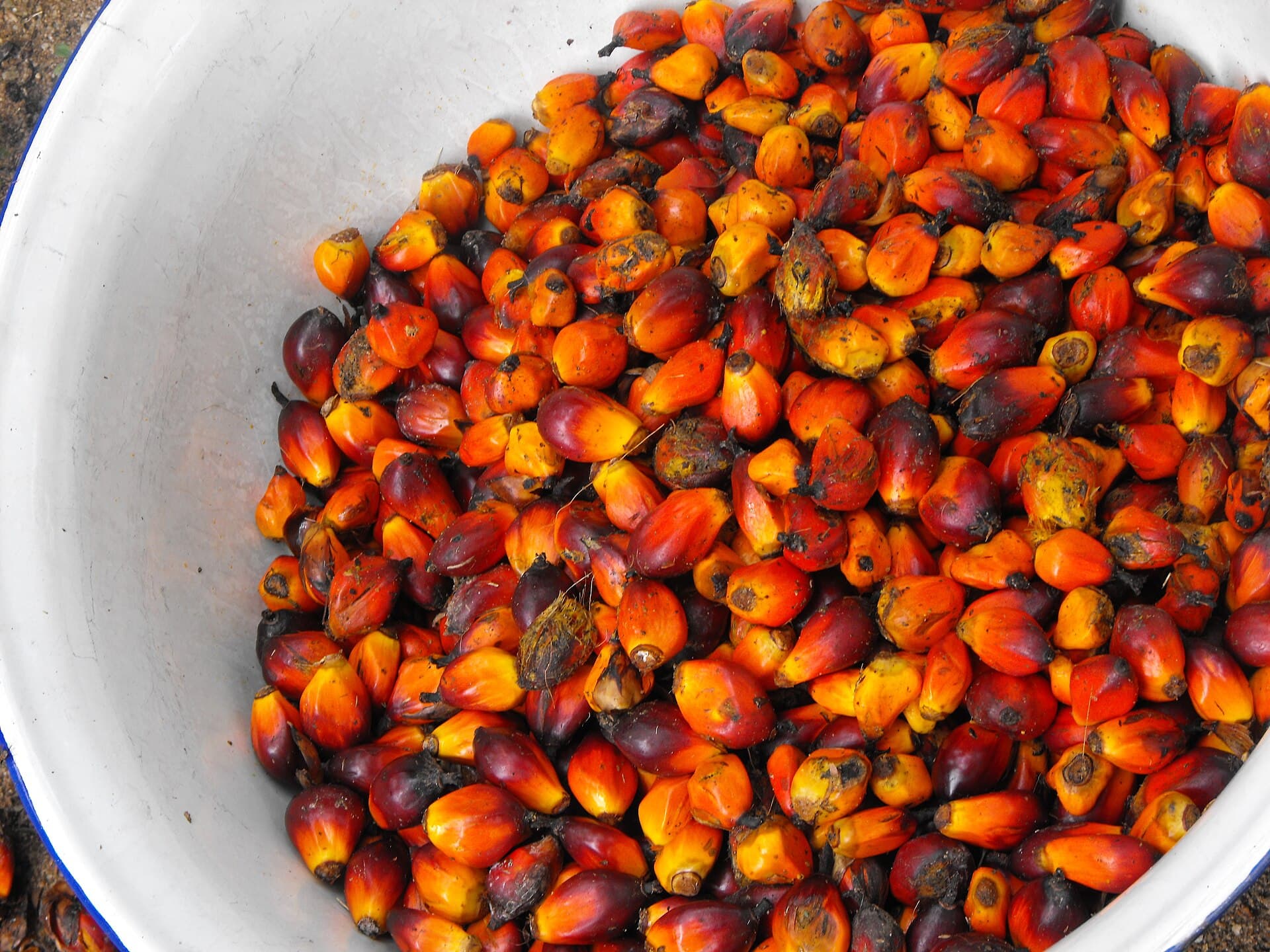 Palm Kernel Shells (Cangkang Sawit)